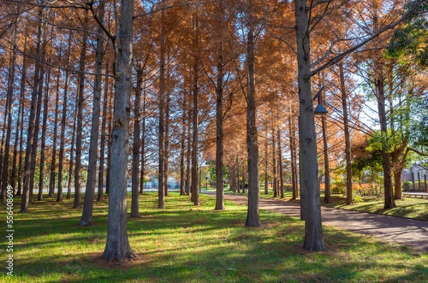 Fototapeta 東京都最大級の都立公園「水元公園」メタセコイアの森