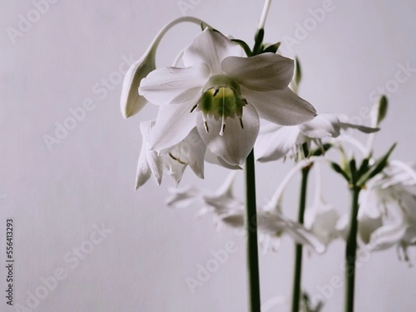 Fototapeta White flowers of amazon eucharis amazon lily on a gray background.