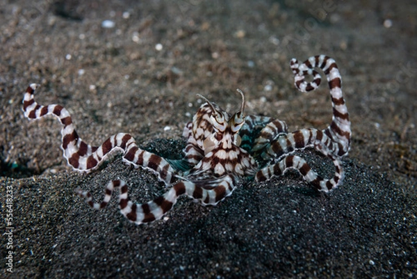 Obraz Mimic Octopus Thaumoctopus mimicus
