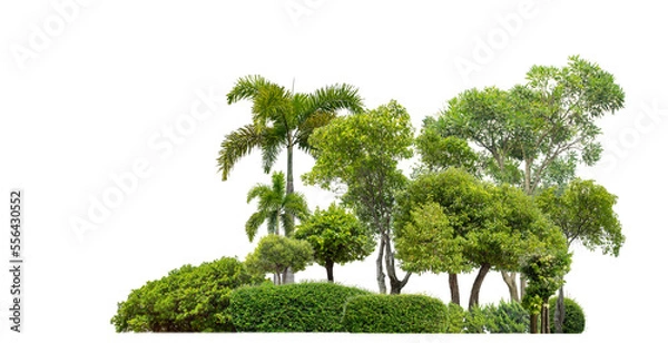 Fototapeta Colorful shrubs, ornamental plants, gardens or parks. isolated on transparent background with clipping path and alpha channel on black background