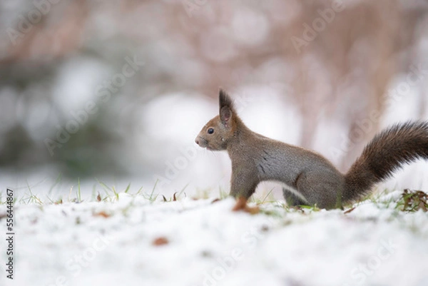 Obraz 雪の中のエゾリス