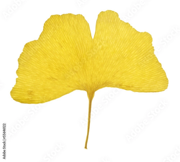 Obraz Autumn ginko leaf