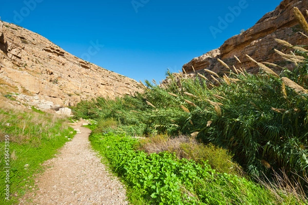 Fototapeta Thicket