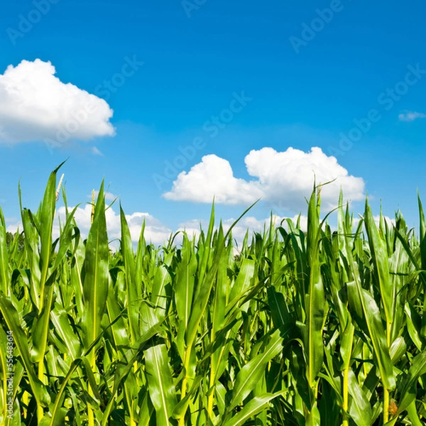 Fototapeta Corn in Bavaria