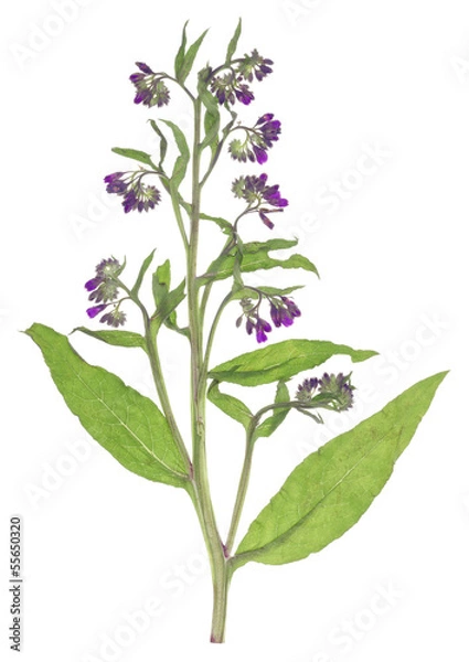 Obraz Comfrey