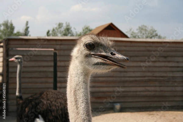 Obraz голова страуса