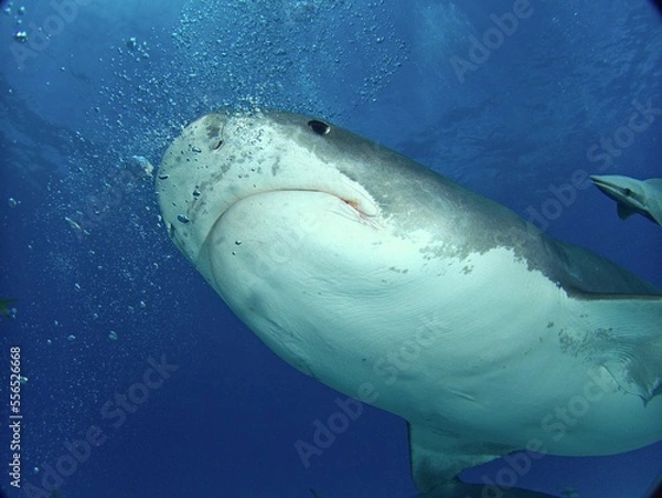 Obraz Tiger Shark portrait from below