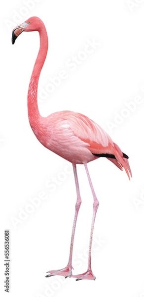 Fototapeta Greater Flamingo (Phoenicopterus roseus), PNG, izolowane na przezroczystym tle