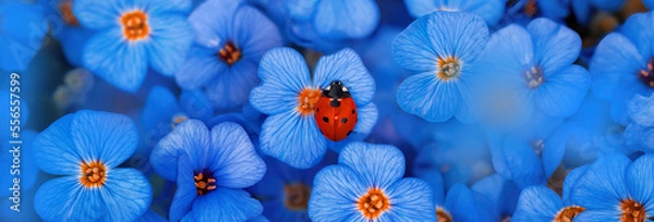Fototapeta Close-up of a single red-dotted ladybug on a blue seamless carpet of flowers. Shallow depth of field, blurred elements