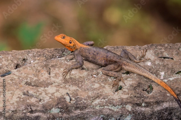 Obraz Lizard with orange head sitting on a wall
