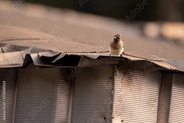 Fototapeta Bulbul sitting on a sheet metal roof