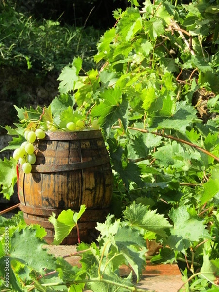Fototapeta barrel in a vineyard