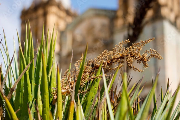 Obraz Agave plants with Oaxaca Santo Domingo cathedral in the background. The Church and Convent of Santo Domingo de Guzmán 