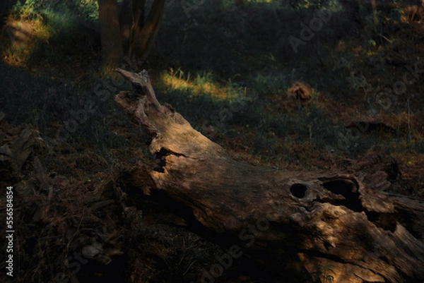 Fototapeta tree in the forest