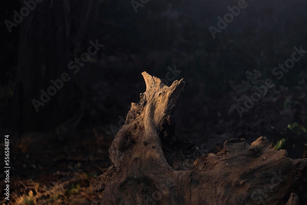 Obraz tree stump