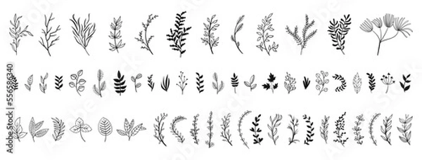 Obraz set collection plants leave hand draw vector. Drawing beautiful creeper leaves, decorative set	