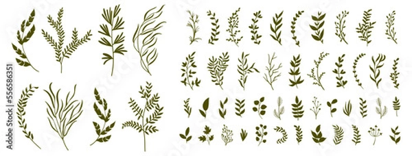 Obraz set collection plants leave hand draw vector. Drawing beautiful creeper leaves, decorative color set