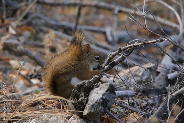 Obraz Red squirrel enjoying a beautiful fall day