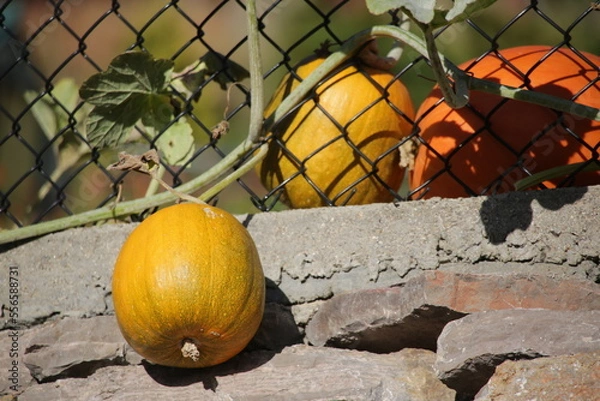 Obraz Pumpkins growing - on the vine