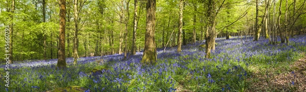 Fototapeta Magical forest and wild bluebell flowers