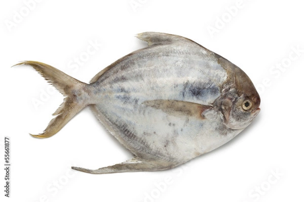 Fototapeta Pomfret fish