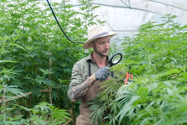Fototapeta gardener working in a hemp field, they are checking plants, alternative medicine and cannabis concept