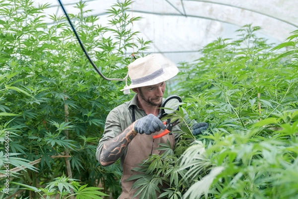 Fototapeta gardener working in a hemp field, they are checking plants, alternative medicine and cannabis concept
