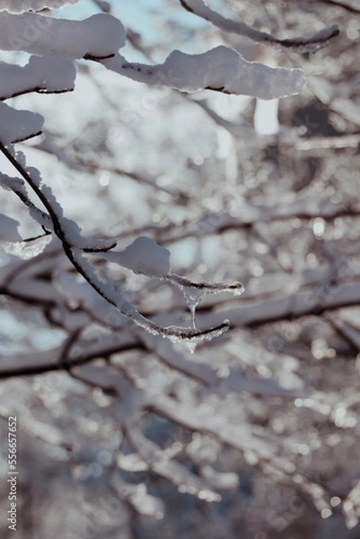 Fototapeta snow covered branches