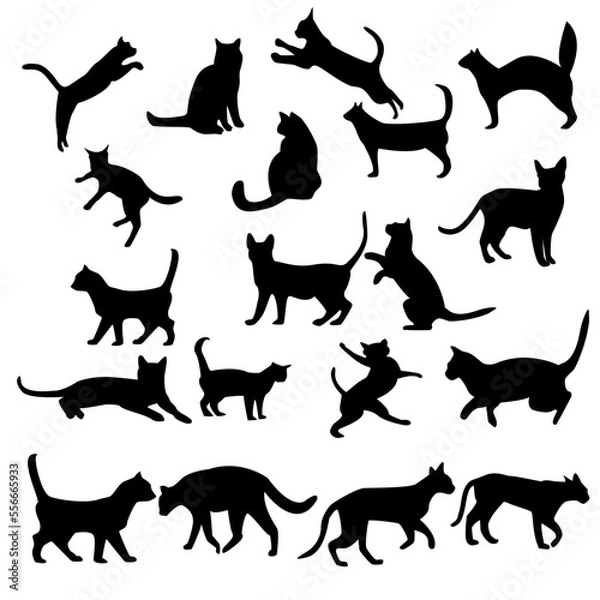 Fototapeta Cats, Isolated On White Background