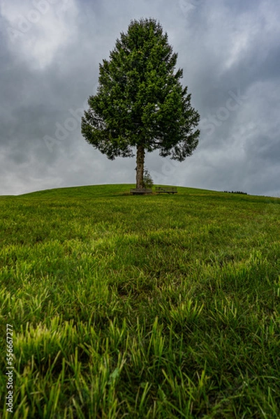 Obraz tree on a cloudy day