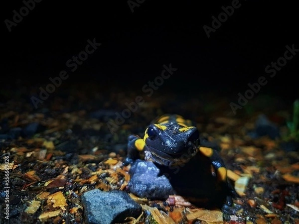 Obraz Feuersalamander