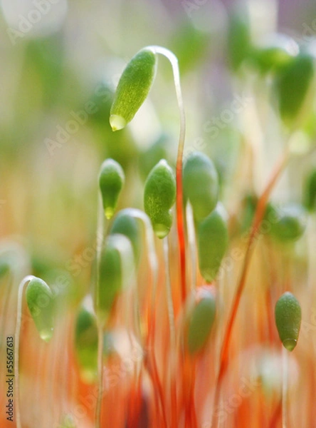 Fototapeta Group of moss seed sprouts in springtime