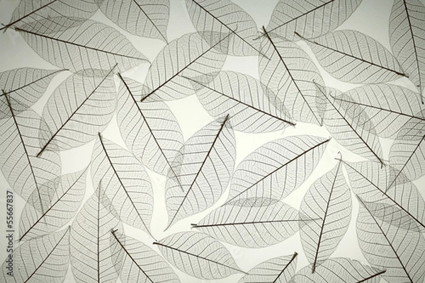 Obraz Rubber tree dried leaves texture