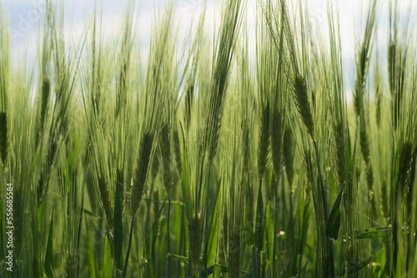 Fototapeta Żyto. Kłosy młodego żyta rosnące na polu.