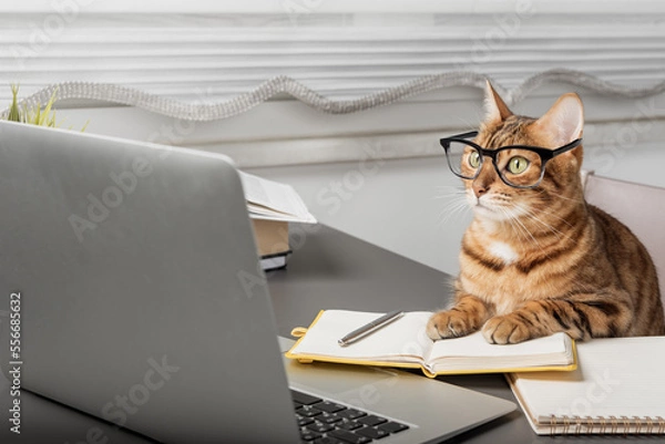 Obraz Charming cat in glasses working with a laptop.