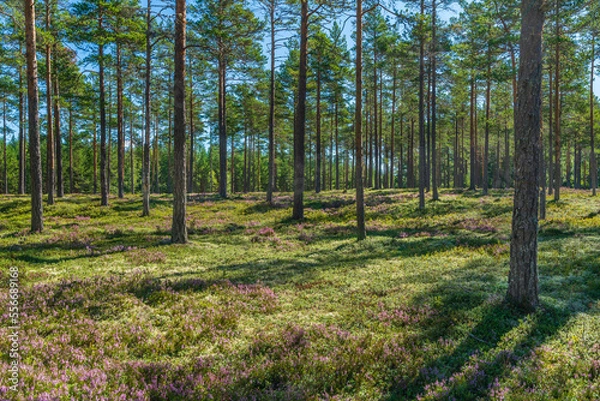 Fototapeta Sparse pine forest in a summer Sweden