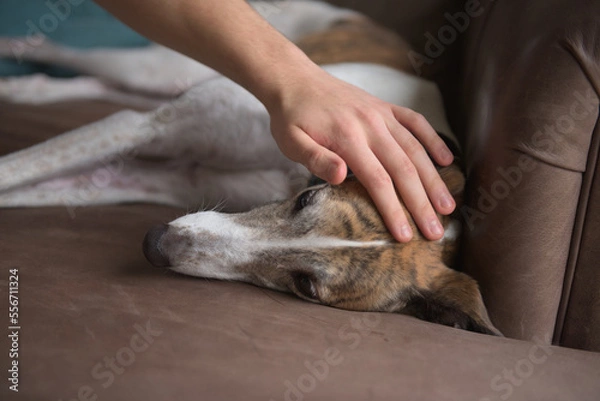 Obraz Owner strokes and pets white brindle greyhound as she relaxes indoors