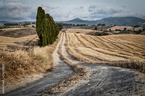 Obraz Toskańska droga
