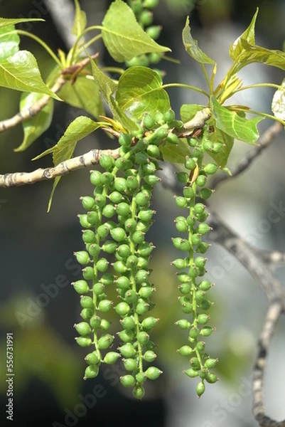 Obraz Close-up of Senecio rowleyanus, String of Pearls plant with tiny pea-shaped leaves