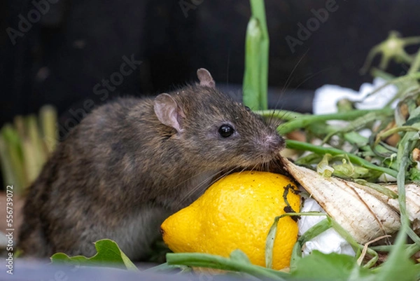 Obraz rat on the compost