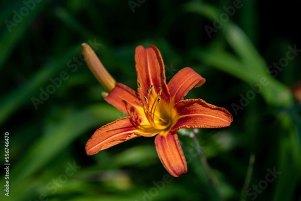Fototapeta Beautiful day lilies with blurred background growing a garden in rural Minnesota, USA

