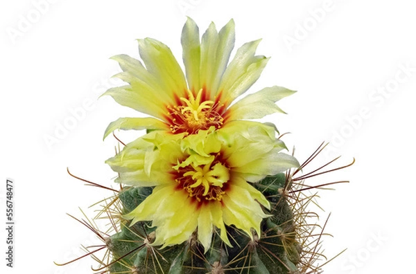 Obraz Plant Hamatocactus Setispinus (Latin) Adorned with Two Flowering Buds. Isolated On Black Background