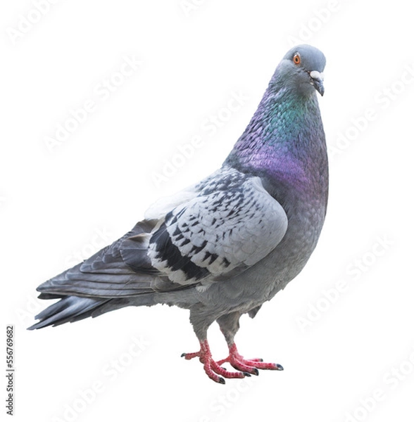 Obraz Isolated pigeon