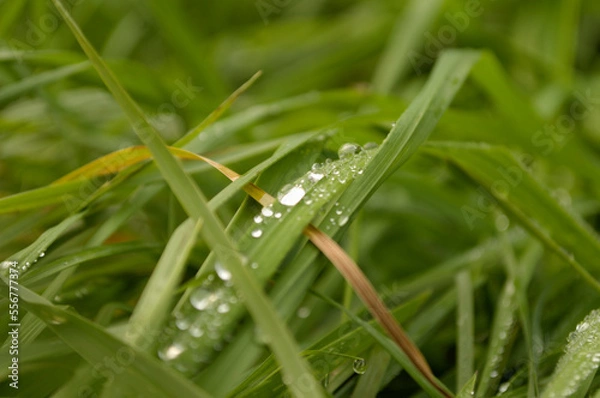 Fototapeta Water drops on the blade of grass