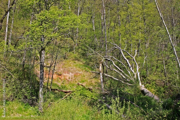 Obraz Spring landscape