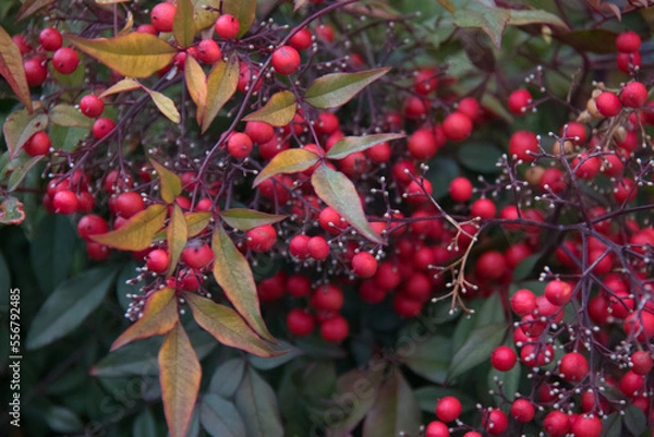 Obraz red berries on a bush