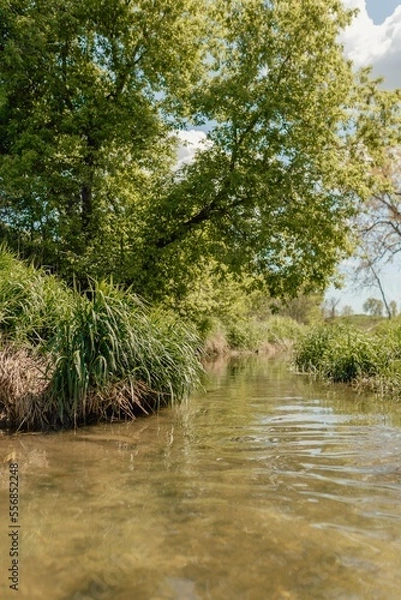 Fototapeta river in the forest