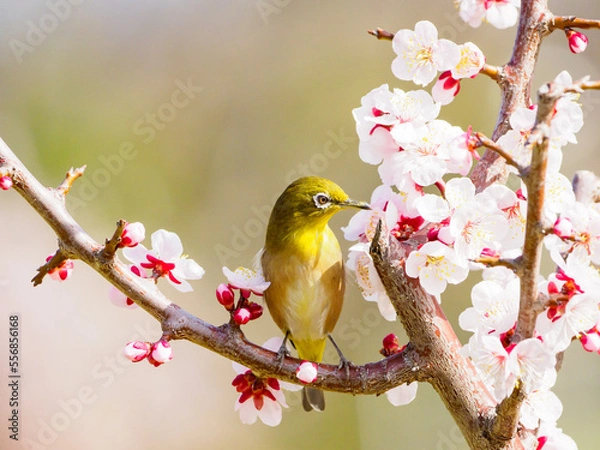 Fototapeta 白梅の花とメジロ