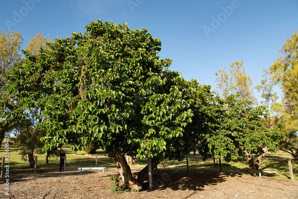 Fototapeta The Old Mulberry tree at Kingscote, Kangaroo Island. It was planted in 1836 and is believed to be the oldest surviving fruit tree in South Australia