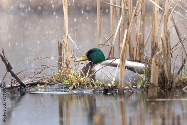 Fototapeta Cozy Mallard Tucked into Cattails

Mallard Duck (Anas platyrhynchos) bedding down in the dried and yellowed shore line vegetation.  Snow falls heavy on the open waters in the early winter morning 